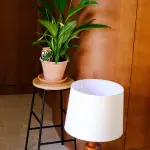 Olla - Pépin - Olla Léopard - image
